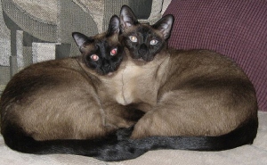 http://www.globalanimal.org/wp-content/uploads/2011/07/Siamese-Cats.jpg