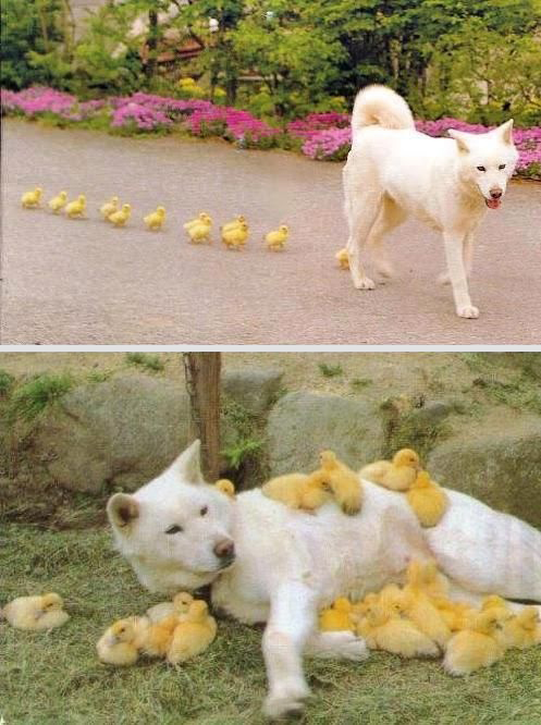 dog-with-ducklings