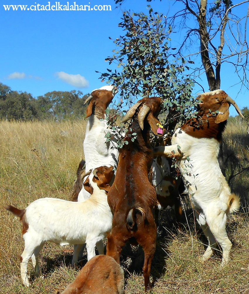 goats eating trees